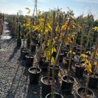 Double Purple Japanese Wisteria Row of potted Wisteria floribunda ‘Black Dragon’ with yellow leaves in a nursery setting