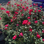 Double Red Knock Out Rose
