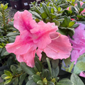 Double Shot Lavender Azalea