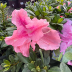 Double Shot Lavender Azalea