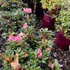 Double Shot Lavender Azalea