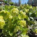 Double White Helleborus