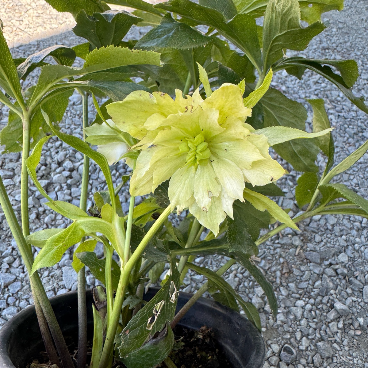 Double White Helleborus