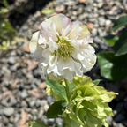 Double White Helleborus