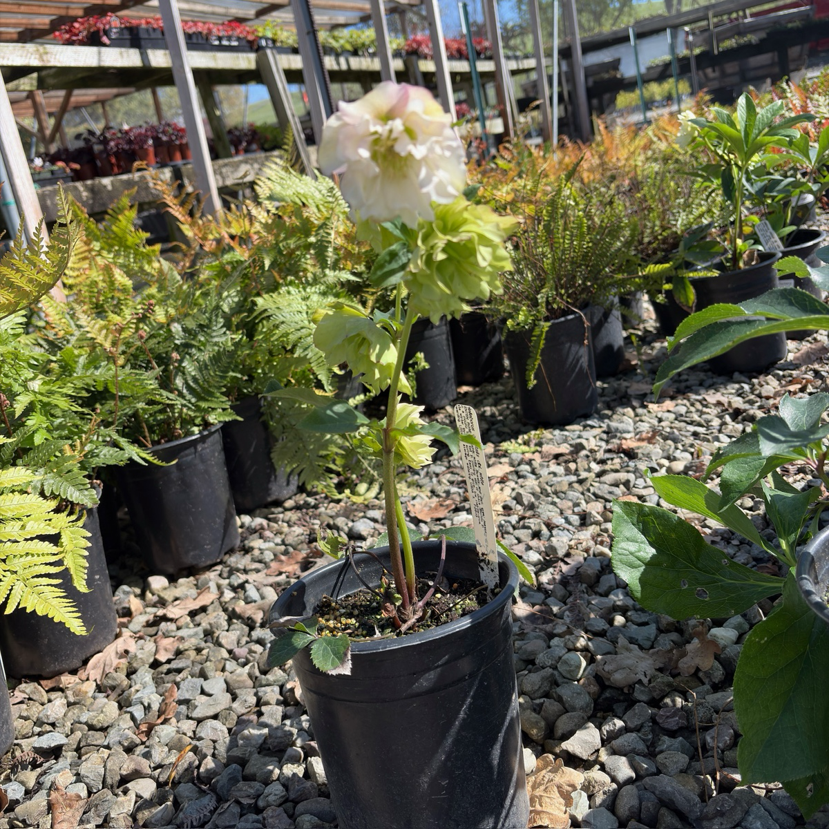 Double White Helleborus