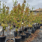 Dounut(Stark Saturn) Peach