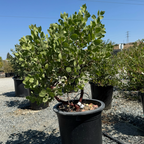 Dr. Hurd Manzanita