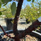 Dr. Hurd Manzanita