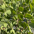 Dr. Hurd Manzanita