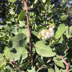 Dr. Hurd Manzanita