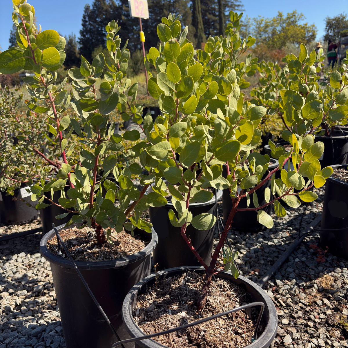 Dr. Hurd Manzanita