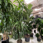 Dracaena 'Lisa' ™