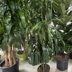 Dracaena 'Lisa' ™
