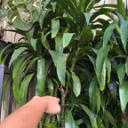 Dracaena 'Lisa' ™