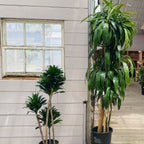 Dracaena 'Lisa' ™