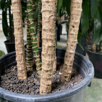 Dracaena 'Lisa' ™
