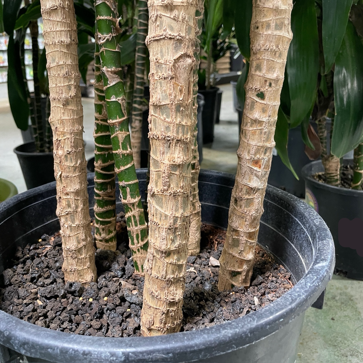 Dracaena 'Lisa' ™