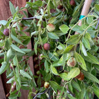 Dragon Jujube