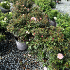 Drift Rose