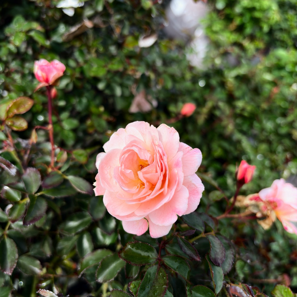 Drift Rose