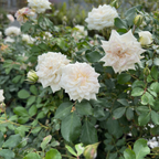 Drift Rose
