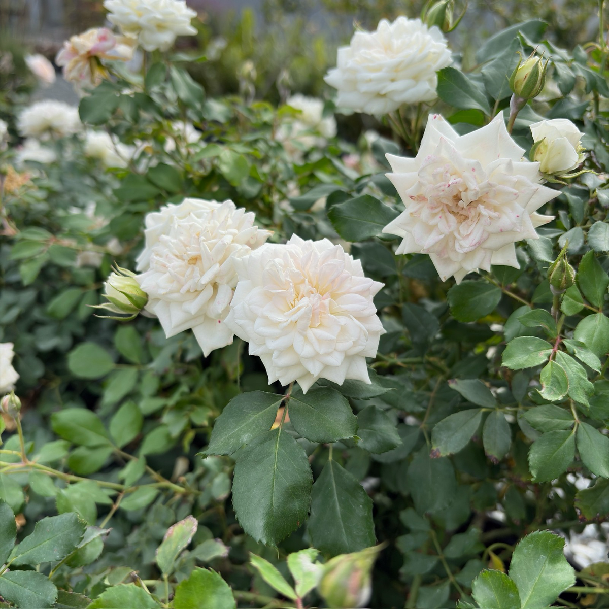 Drift Rose