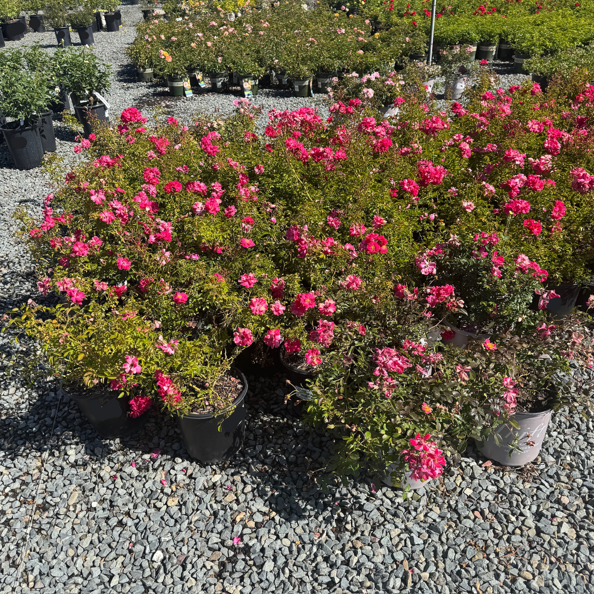 Drift Rose