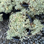 Small potted Druett's Variegated Sea Campion with variegated leaves on a bed of small stones.