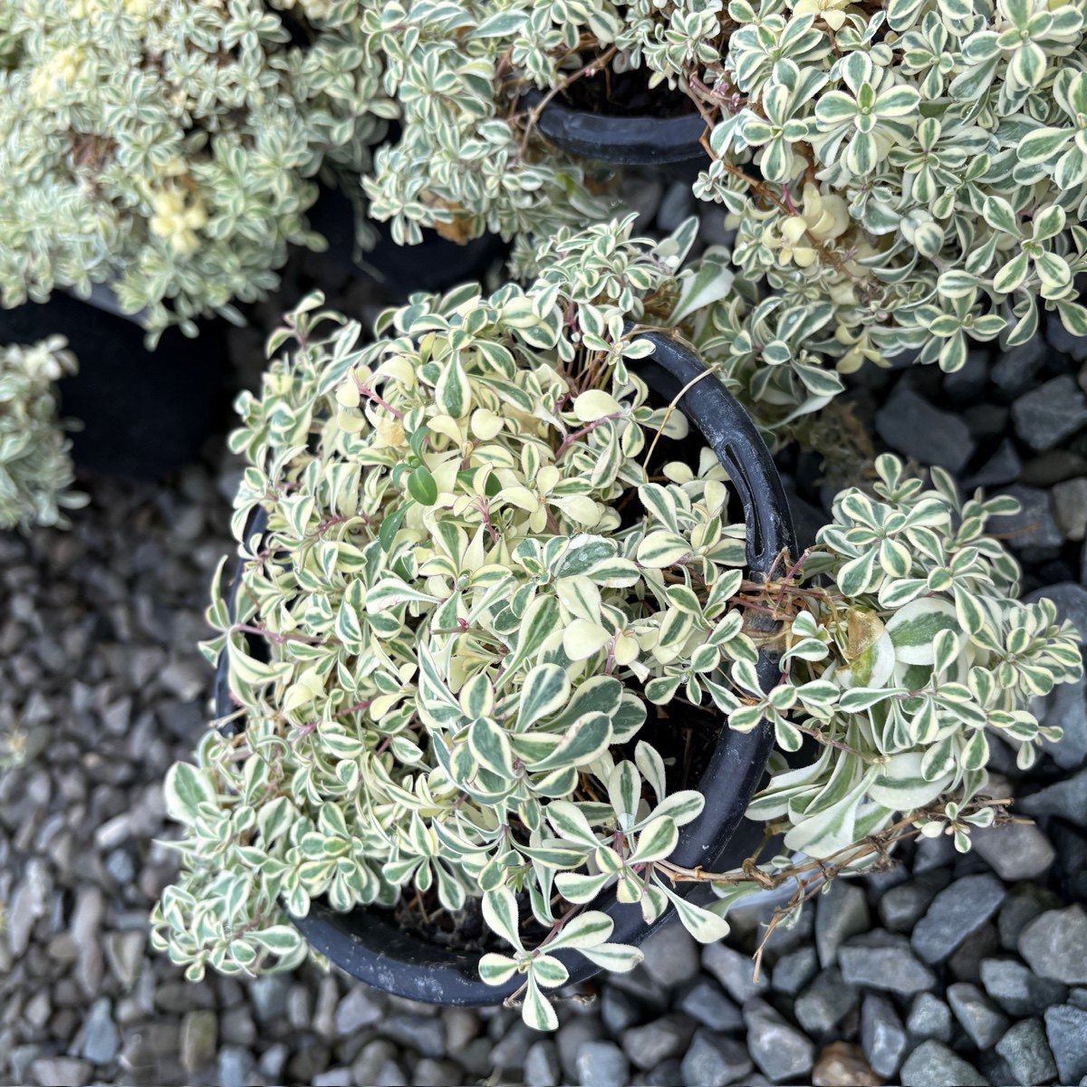 Small potted Druett's Variegated Sea Campion with variegated leaves on a bed of small stones.