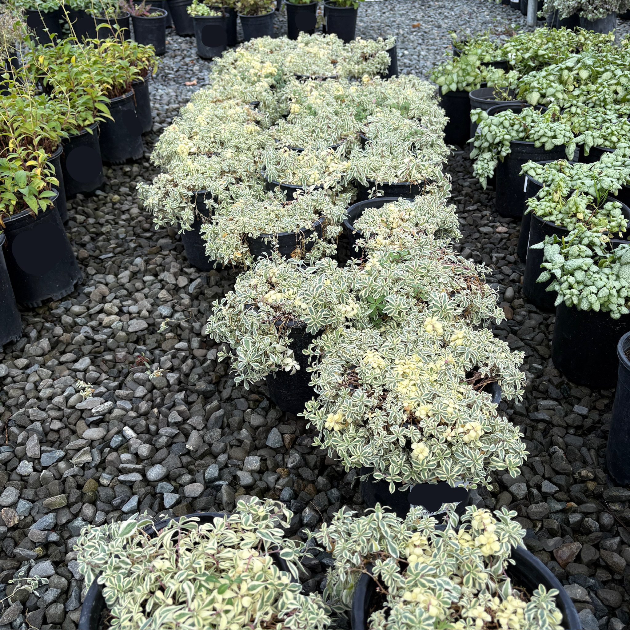Row of potted Druett's Variegated Sea Campion plants on a gravel surface