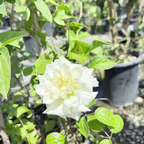 White flower Duchess of Edinburgh clematis with green leaves in a garden setting