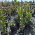 Row of potted Duchess of Edinburgh clematis plants in a nursery setting