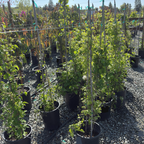 Row of potted Duchess of Edinburgh clematis plants in a nursery setting