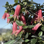 Dusky Bells Australian Fuchsia