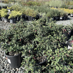 Dusky Bells Australian Fuchsia