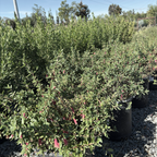 Dusky Bells Australian Fuchsia