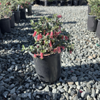 Dusky Bells Australian Fuchsia