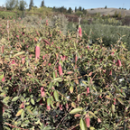 Dusky Bells Australian Fuchsia