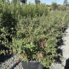 Dusky Bells Australian Fuchsia