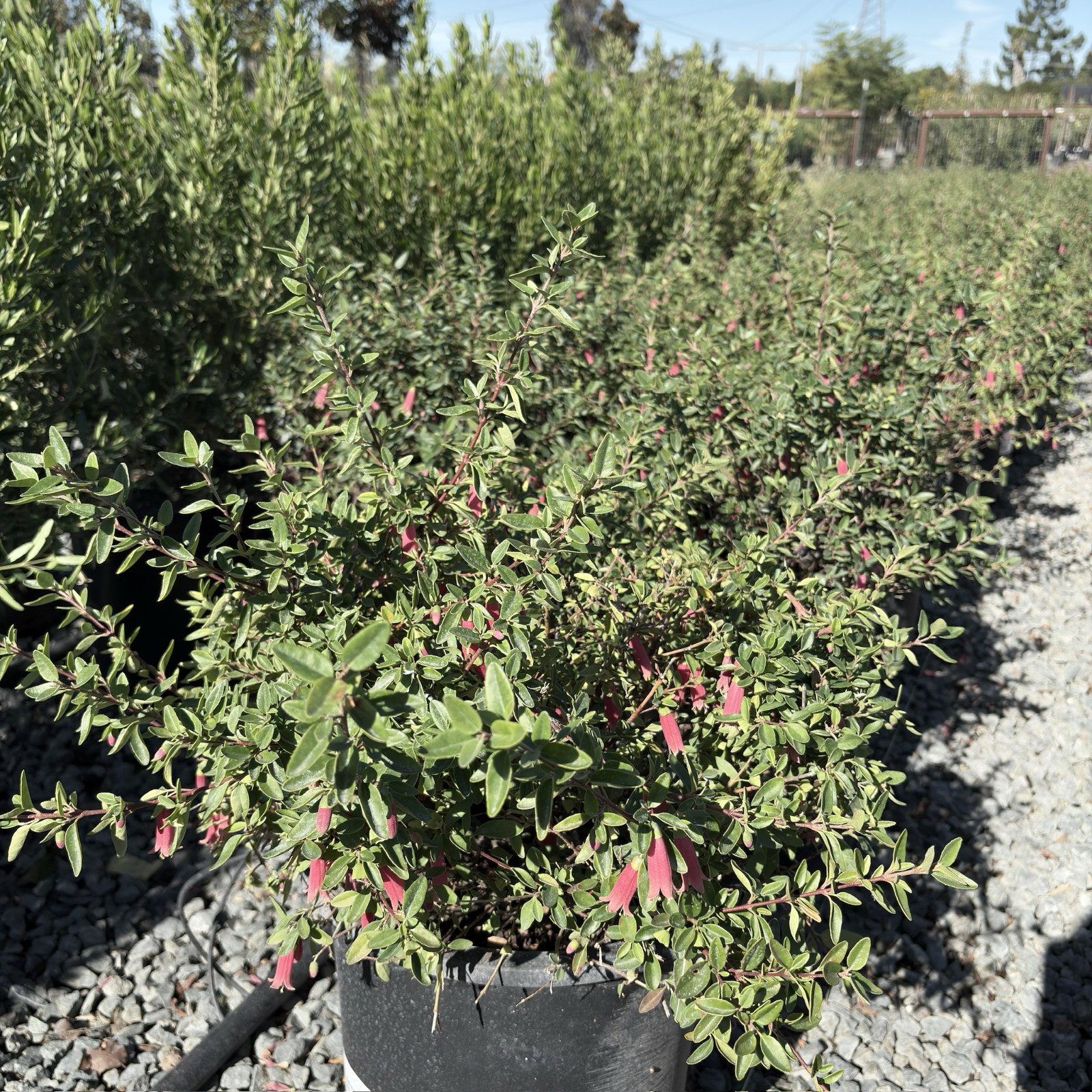 Dusky Bells Australian Fuchsia