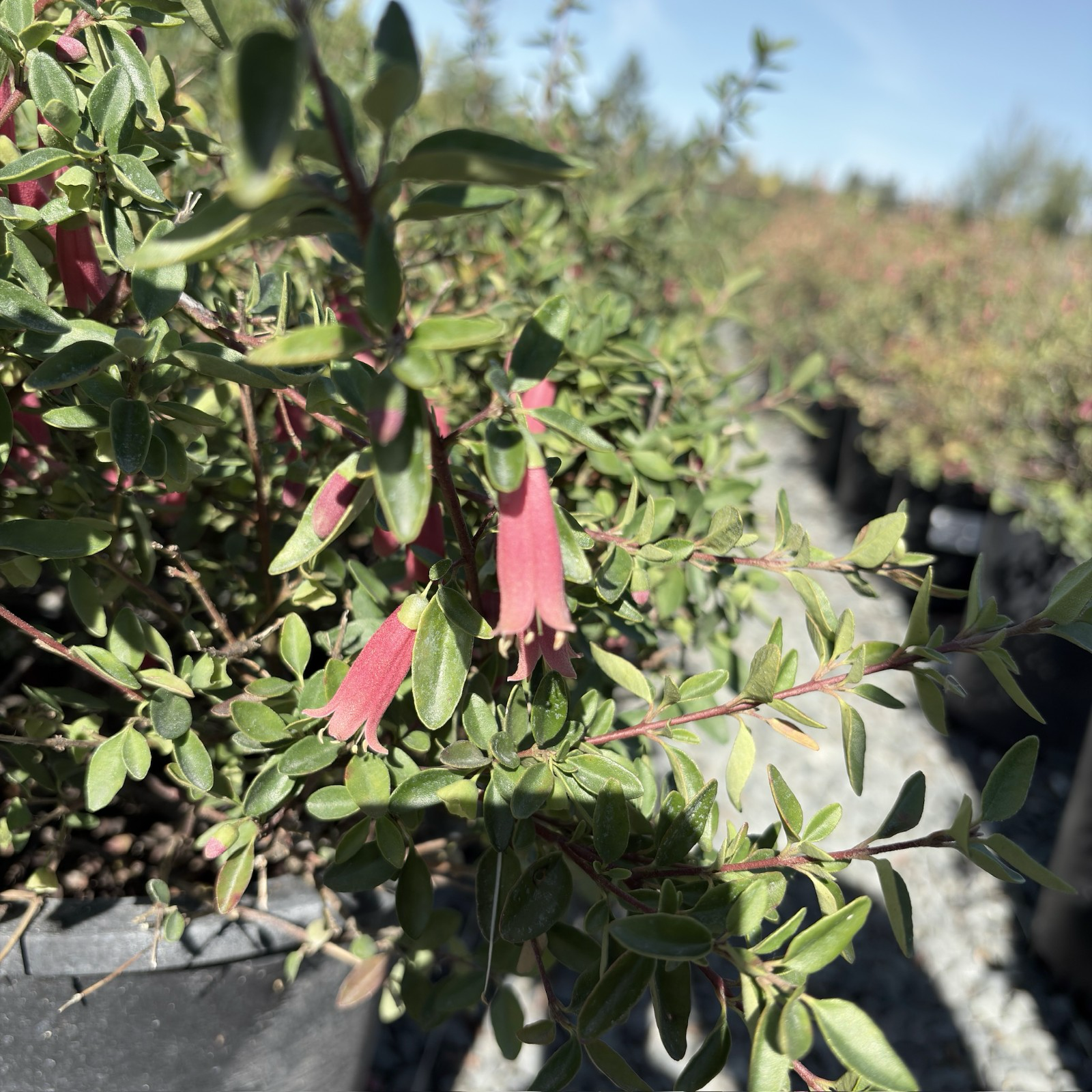 Dusky Bells Australian Fuchsia