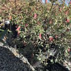 Dusky Bells Australian Fuchsia