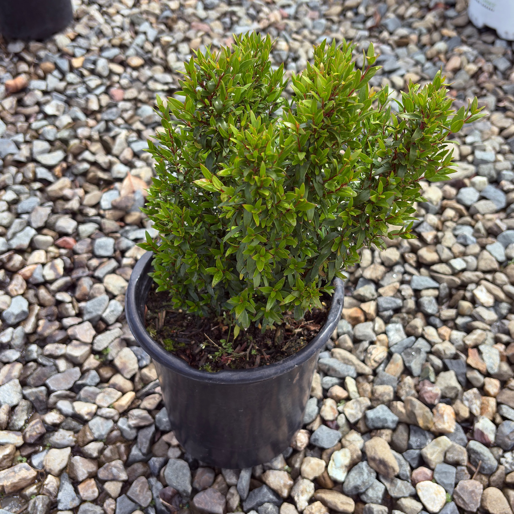 Dwarf Common Myrtle