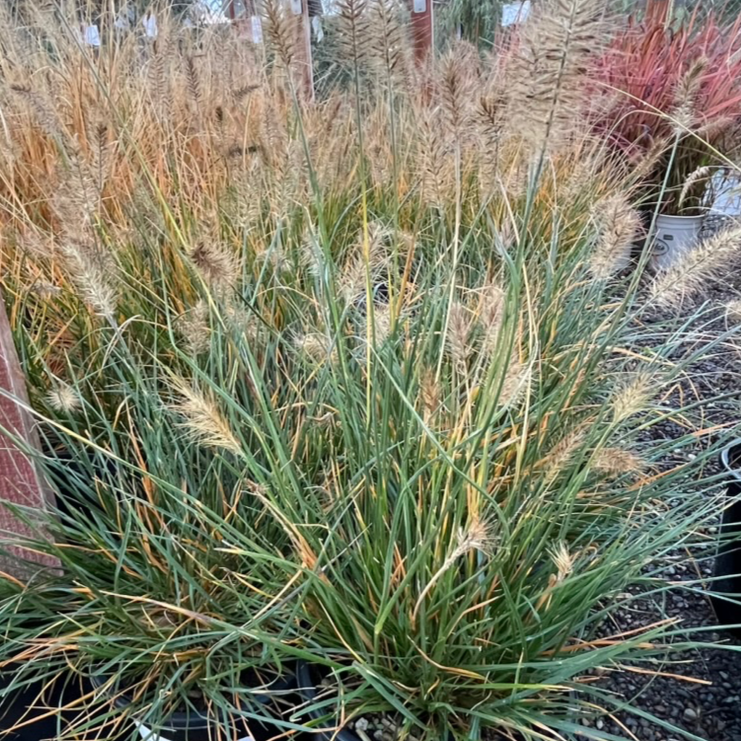 Dwarf Fountain Grass with brown tips in a garden setting