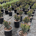Dwarf Indian Hawthorn