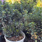 Dwarf Indian Hawthorn