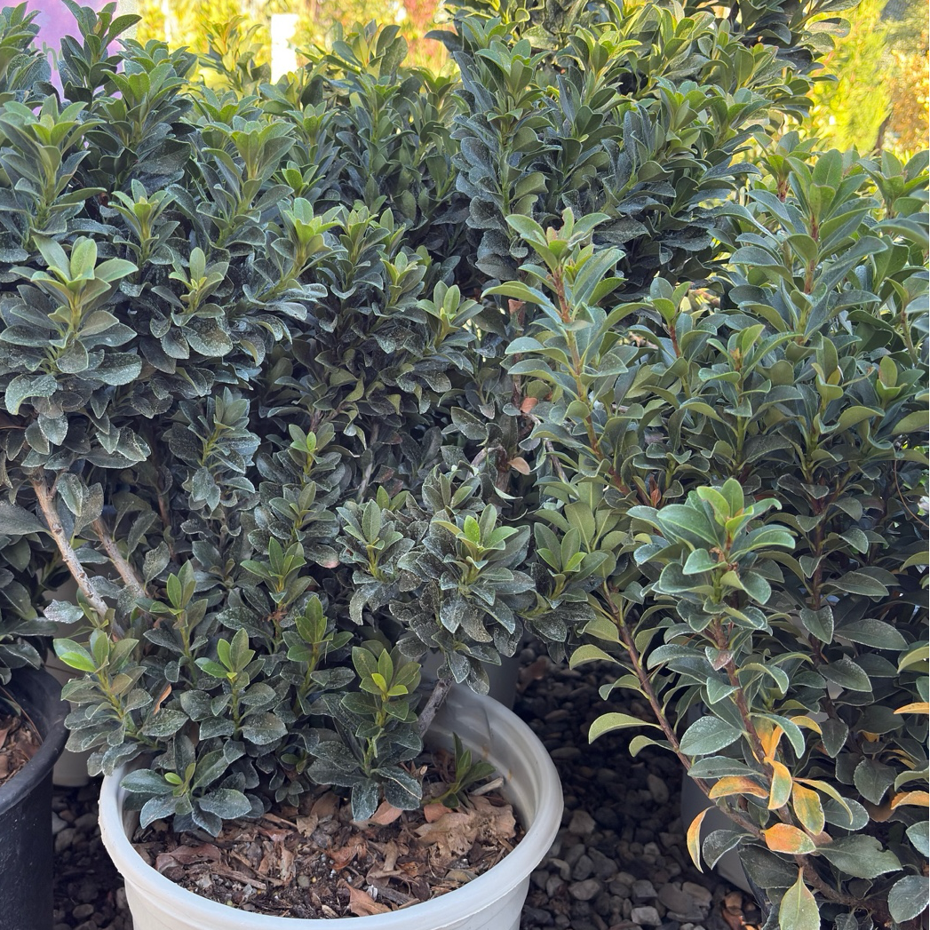 Dwarf Indian Hawthorn