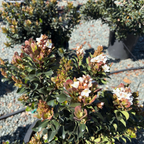 Dwarf Indian Hawthorn