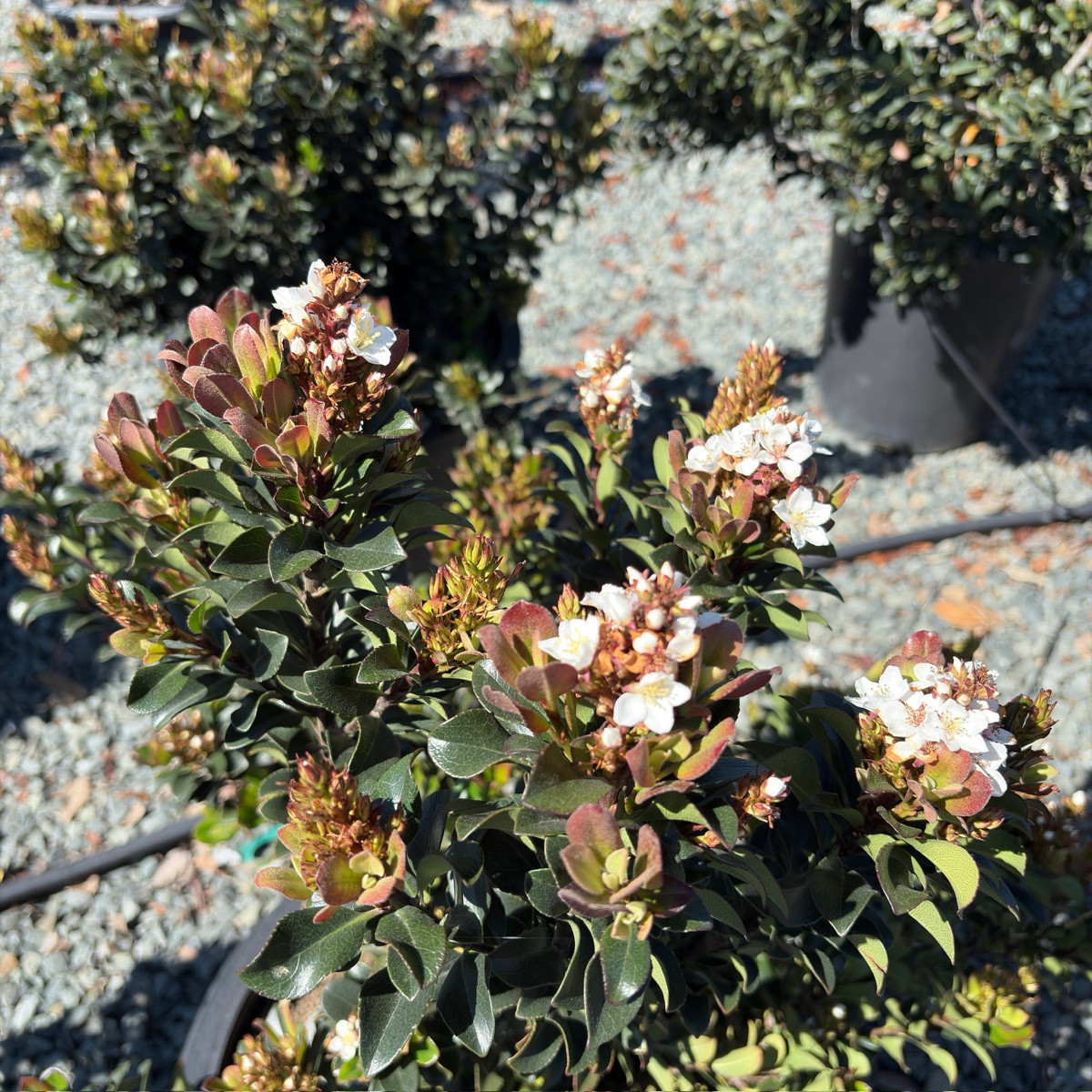 Dwarf Indian Hawthorn