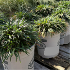 Dwarf Mondo Grass Potted Dwarf Mondo Grass plants on a wooden pallet with a blurred natural background